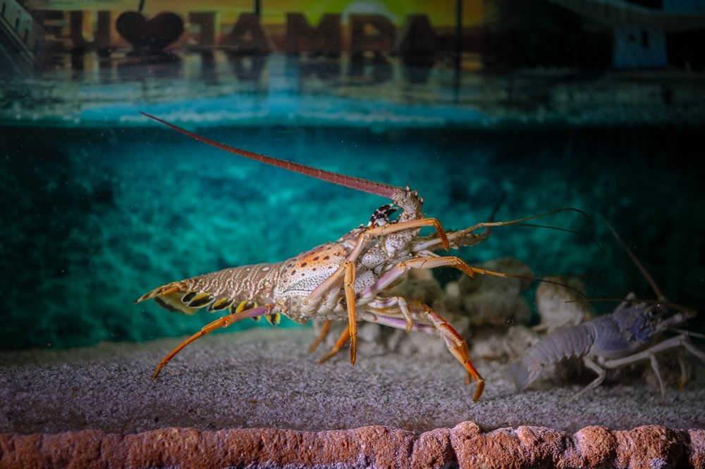 Feriadão: Aquário Paraíba abre normalmente no Dia do Trabalhador