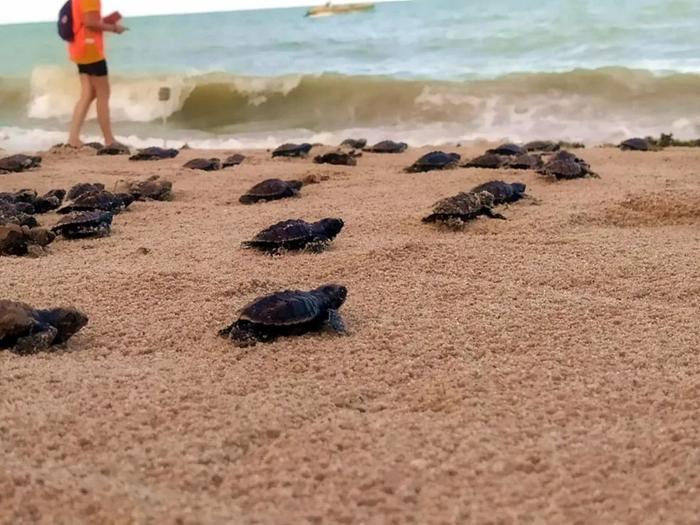 INOVATEC-JP impulsiona tecnologia inédita para proteção de tartarugas-marinhas no litoral paraibano