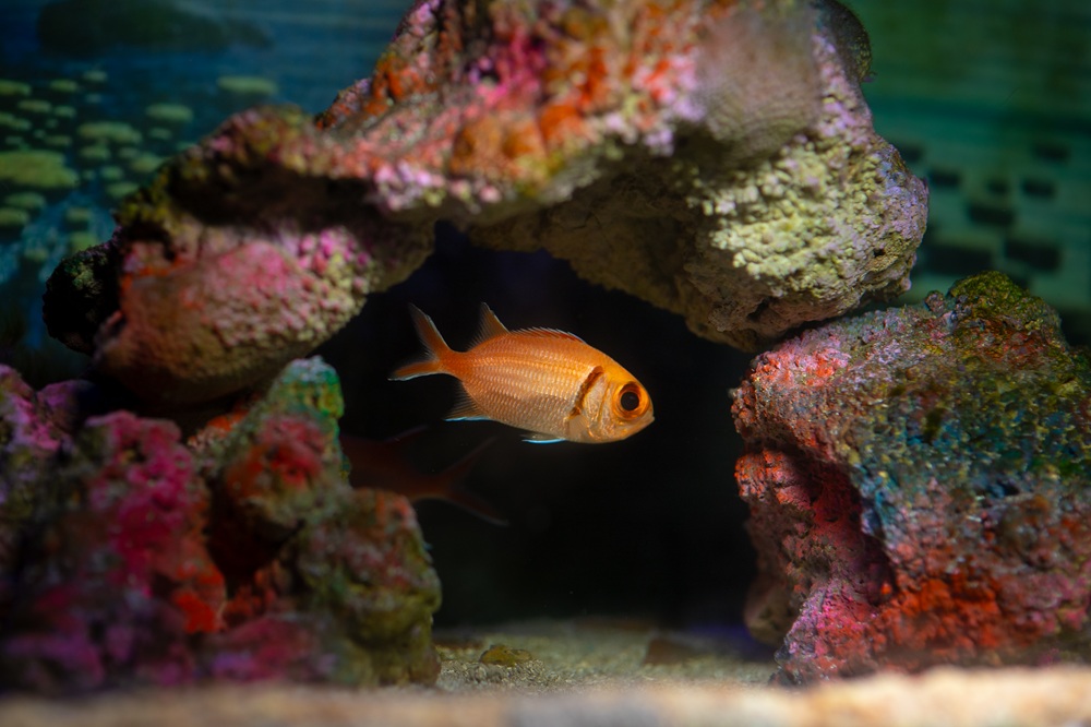 Aquário Paraíba segue aberto no feriado de Tiradentes