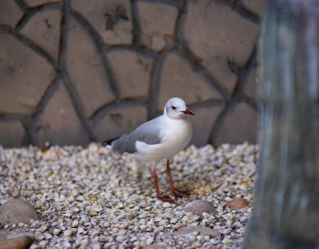 Aquário Paraíba abriga cinco aves migratórias que percorrem o continente antes de chegar ao Nordeste