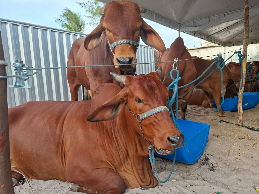 Em Campina Grande: Expapi deve movimentar R$ 30 milhões em negócios a partir deste domingo