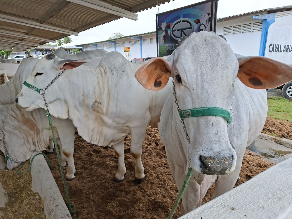 56ª Expapi reúne mais de 1,2 mil animais e implementos agropecuários em Campina Grande