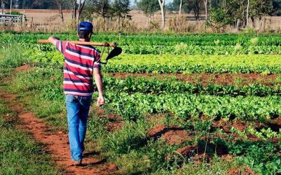 Plano Safra da Agricultura Familiar alcança resultados históricos e consolida fortalecimento