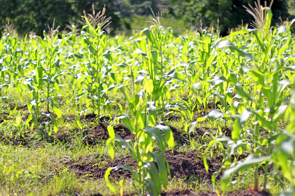 Agricultura familiar garante milho para o período de São João e São Pedro em João Pessoa