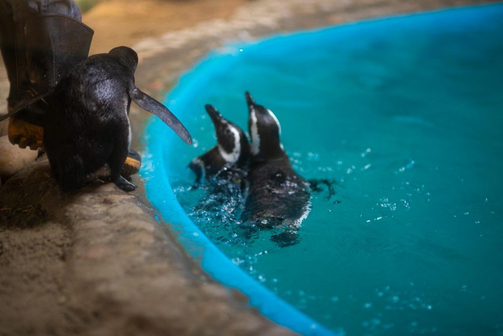 Aquário Paraíba reúne pinguins, tubarões e educação ambiental nas férias de julho