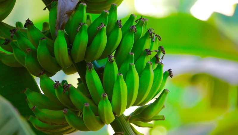 PIB agropecuário do Nordeste cresce 6,5% em 2025 e supera R$ 135 bilhões