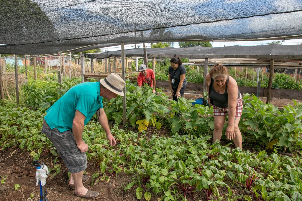 Curso gratuito da Embrapa ensina o passo-a-passo para fazer uma horta comunitária