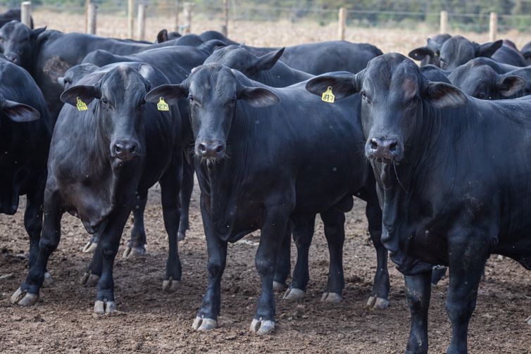 Produção de leite bate recorde mesmo com redução de vacas ordenhadas