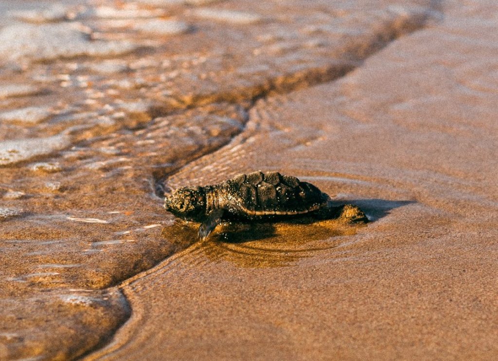 Estudantes da rede pública participam de desafio tecnológico para criar projetos de conservação às tartarugas-marinhas
