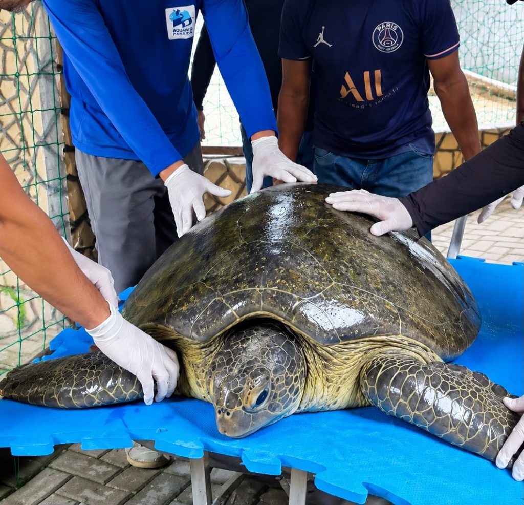 Tartaruga marinha resgatada em Barra de Mamanguape inicia reabilitação no Aquário Paraíba