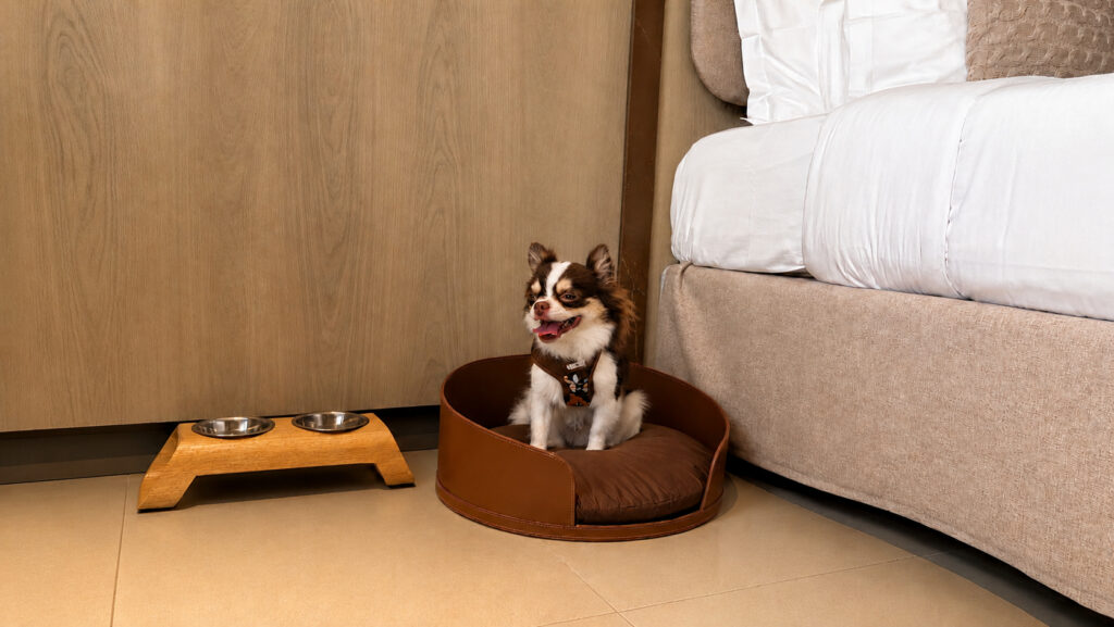 HCM Hotel oferece estrutura pet friendly para hóspedes que viajam com seus animais de estimação