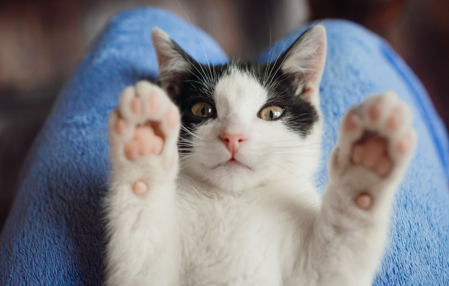 Mercado pet cresce com avanço da alimentação para gatos e alta na venda de vestuário e suplementos
